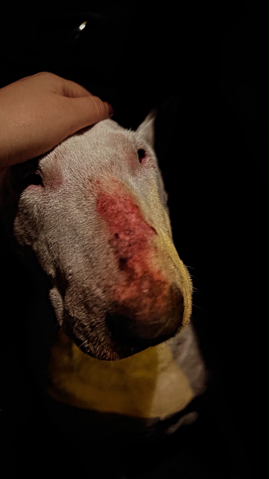 Photo of Nala